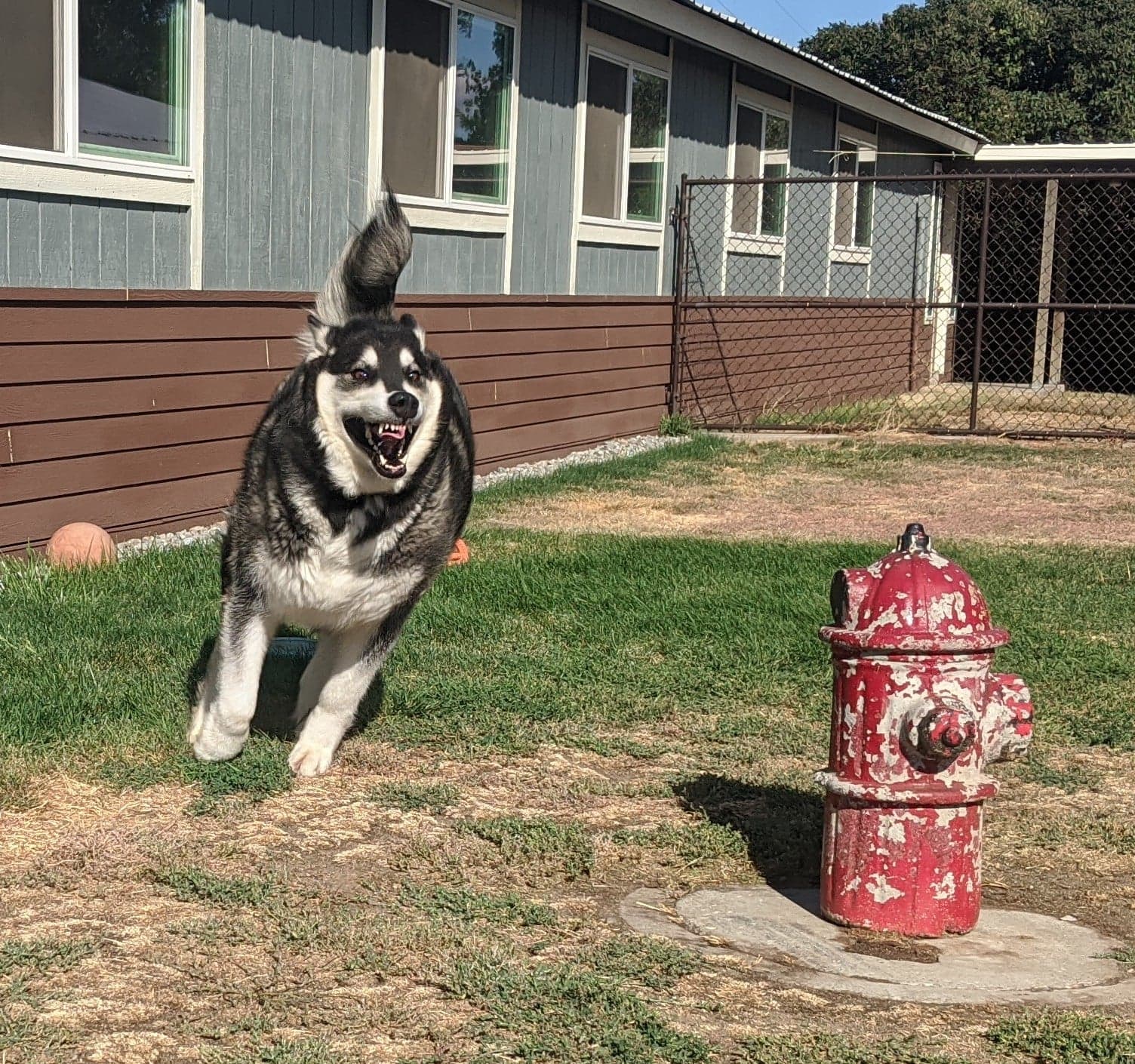 dog-image