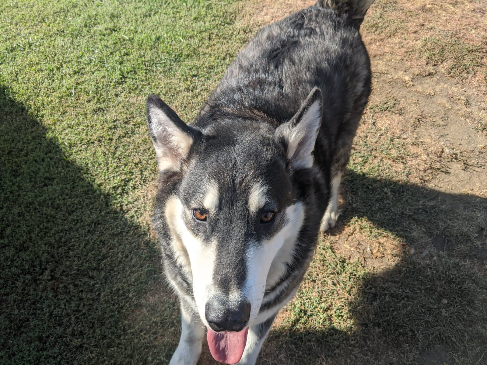 dog-image
