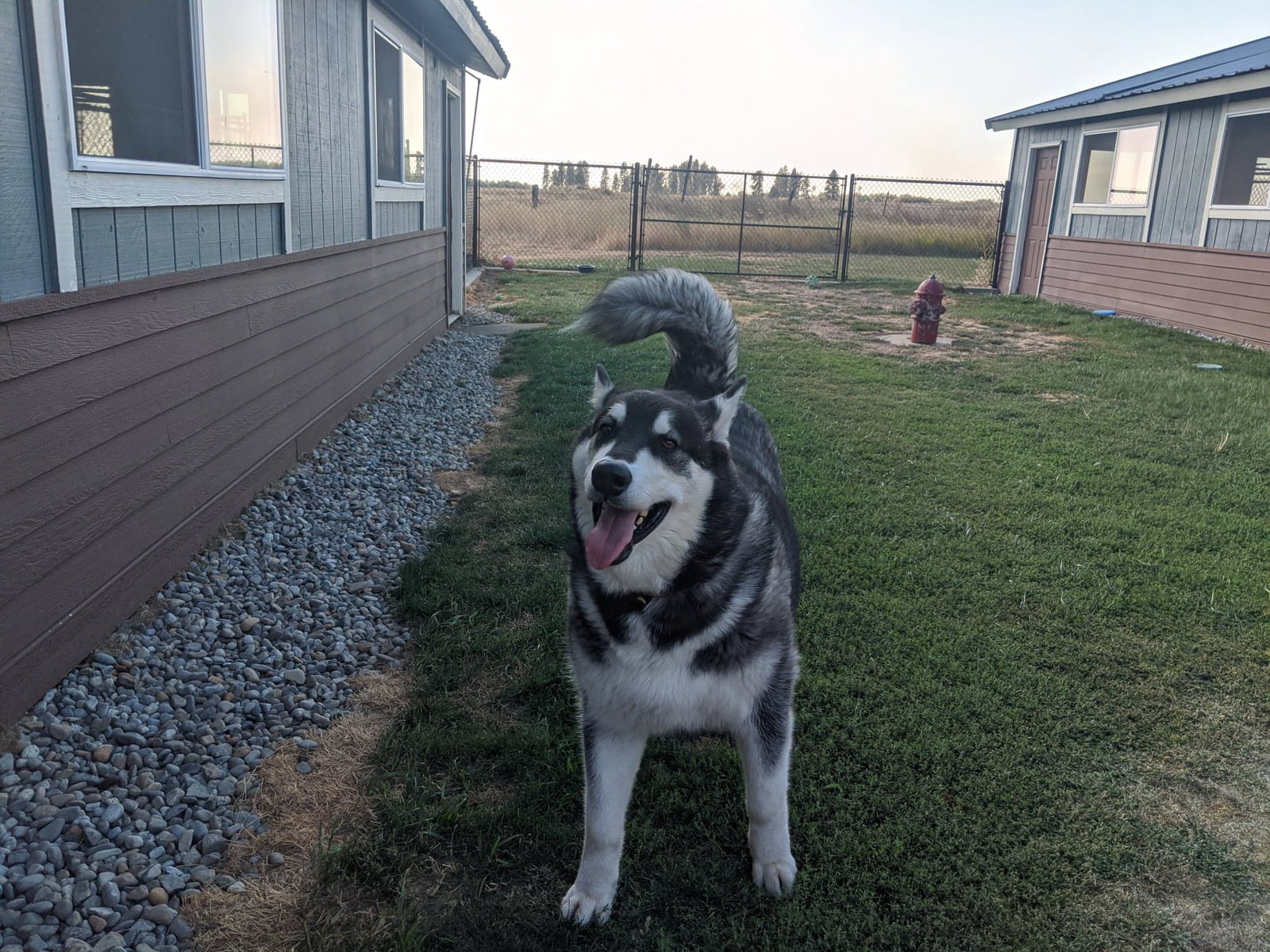 dog-image