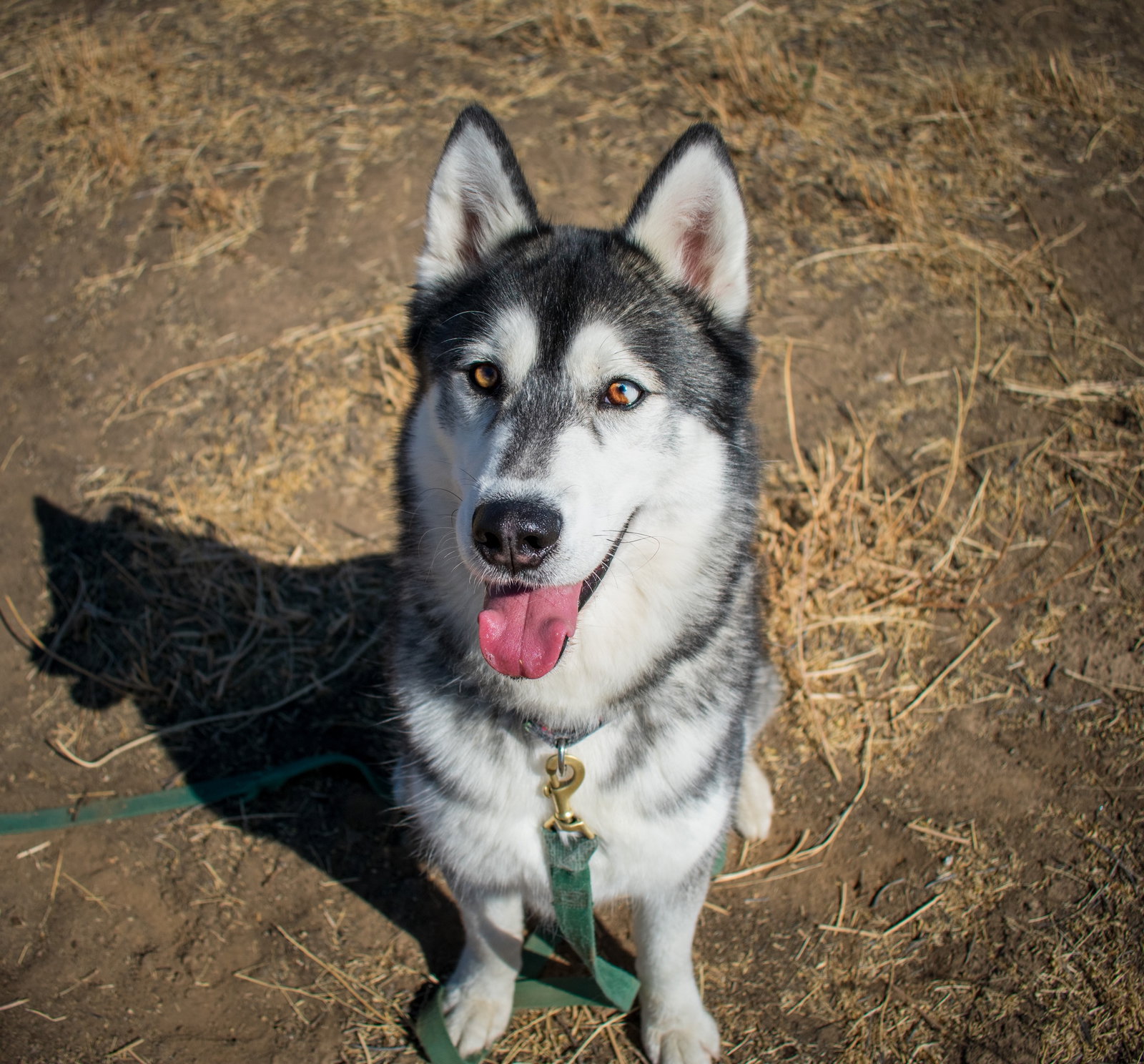 dog-image