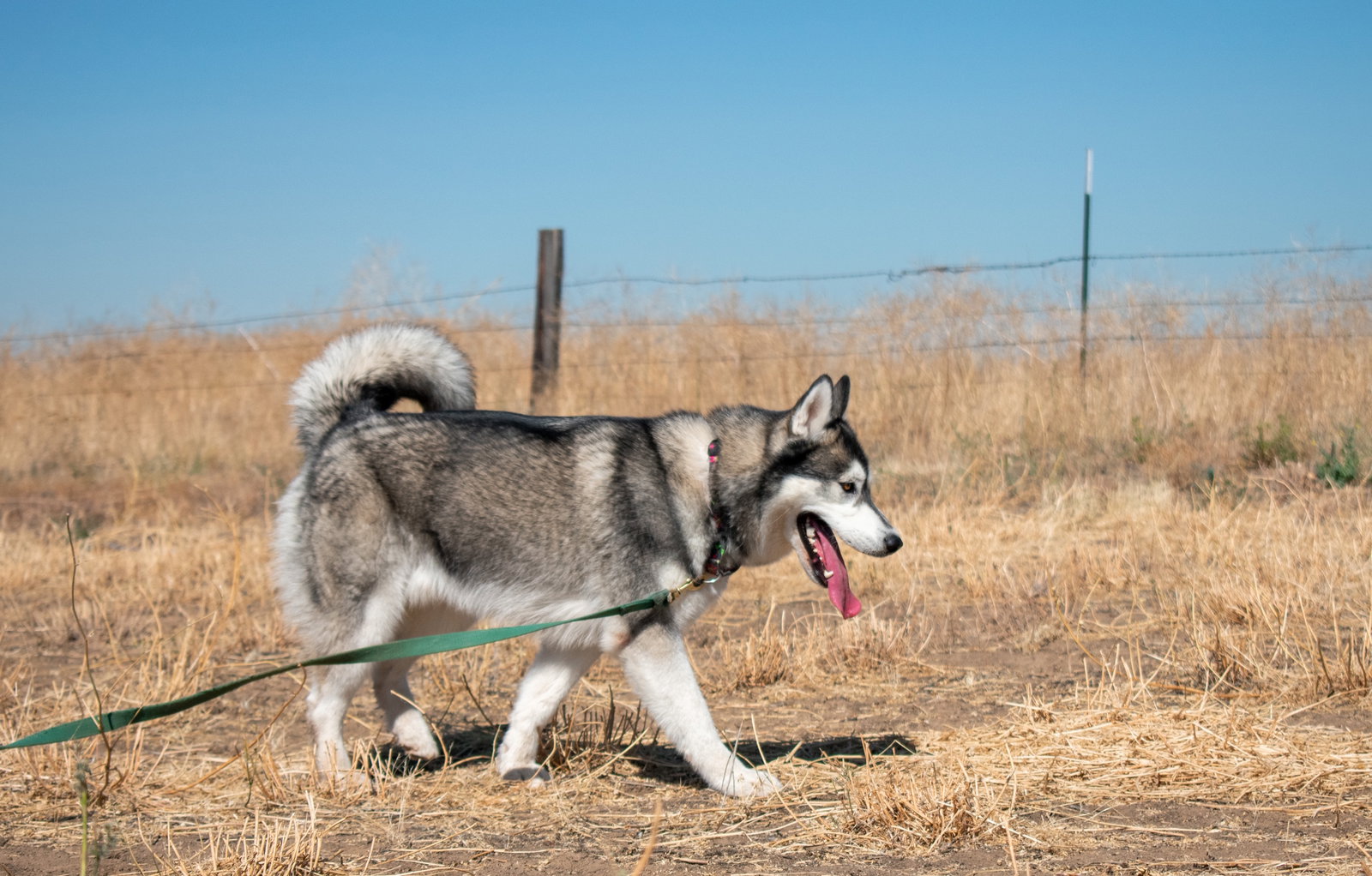 dog-image