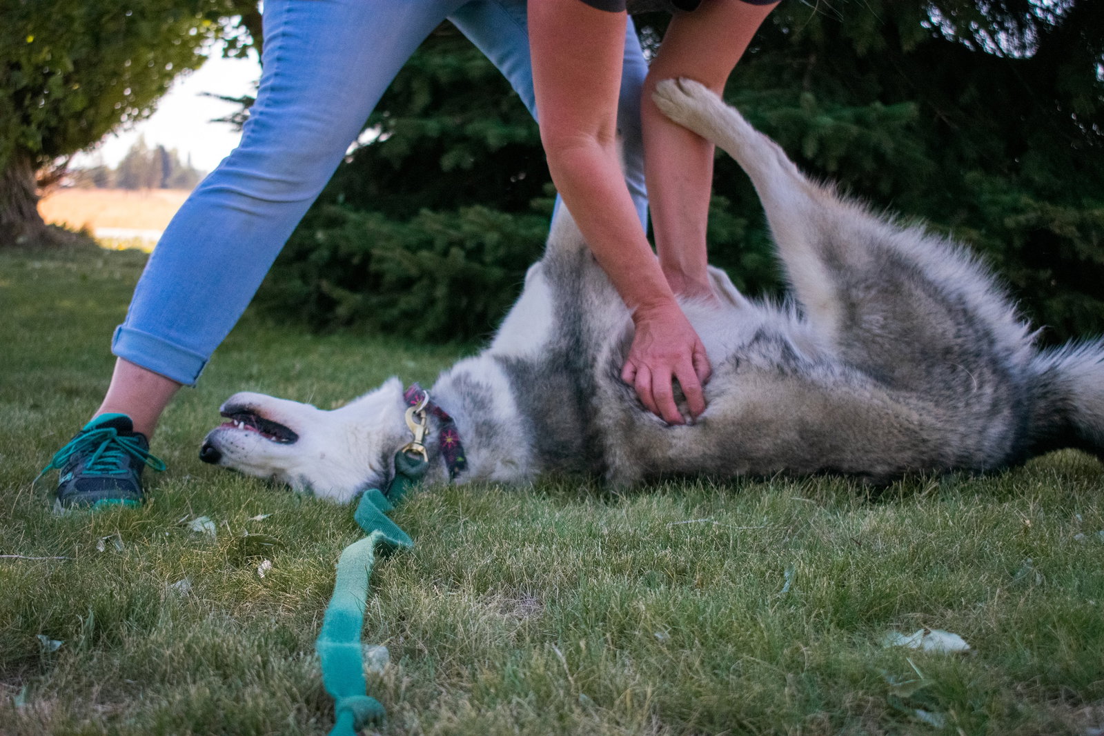 dog-image