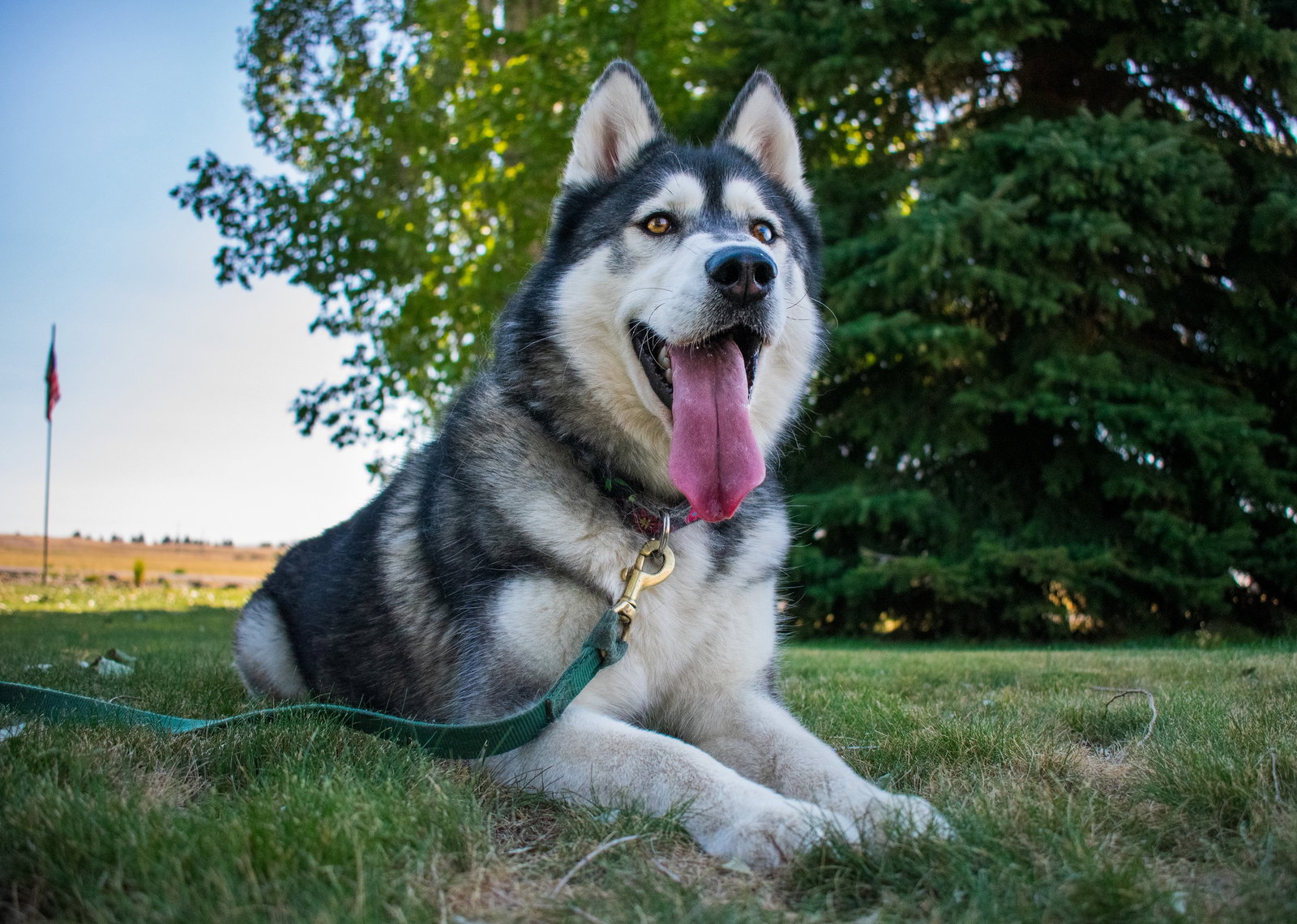 dog-image