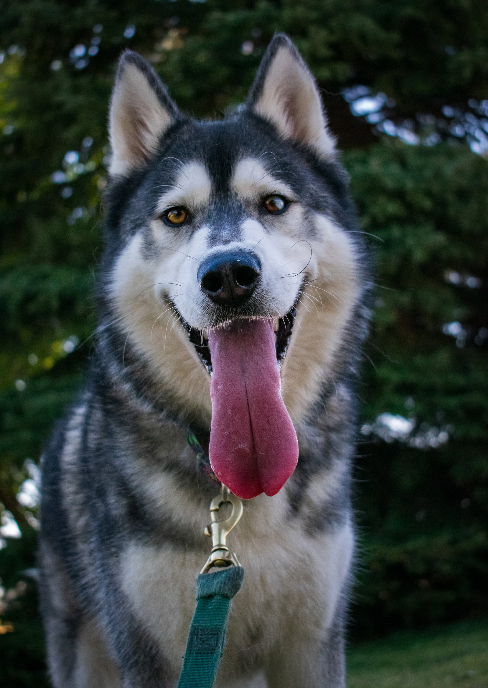 dog-image