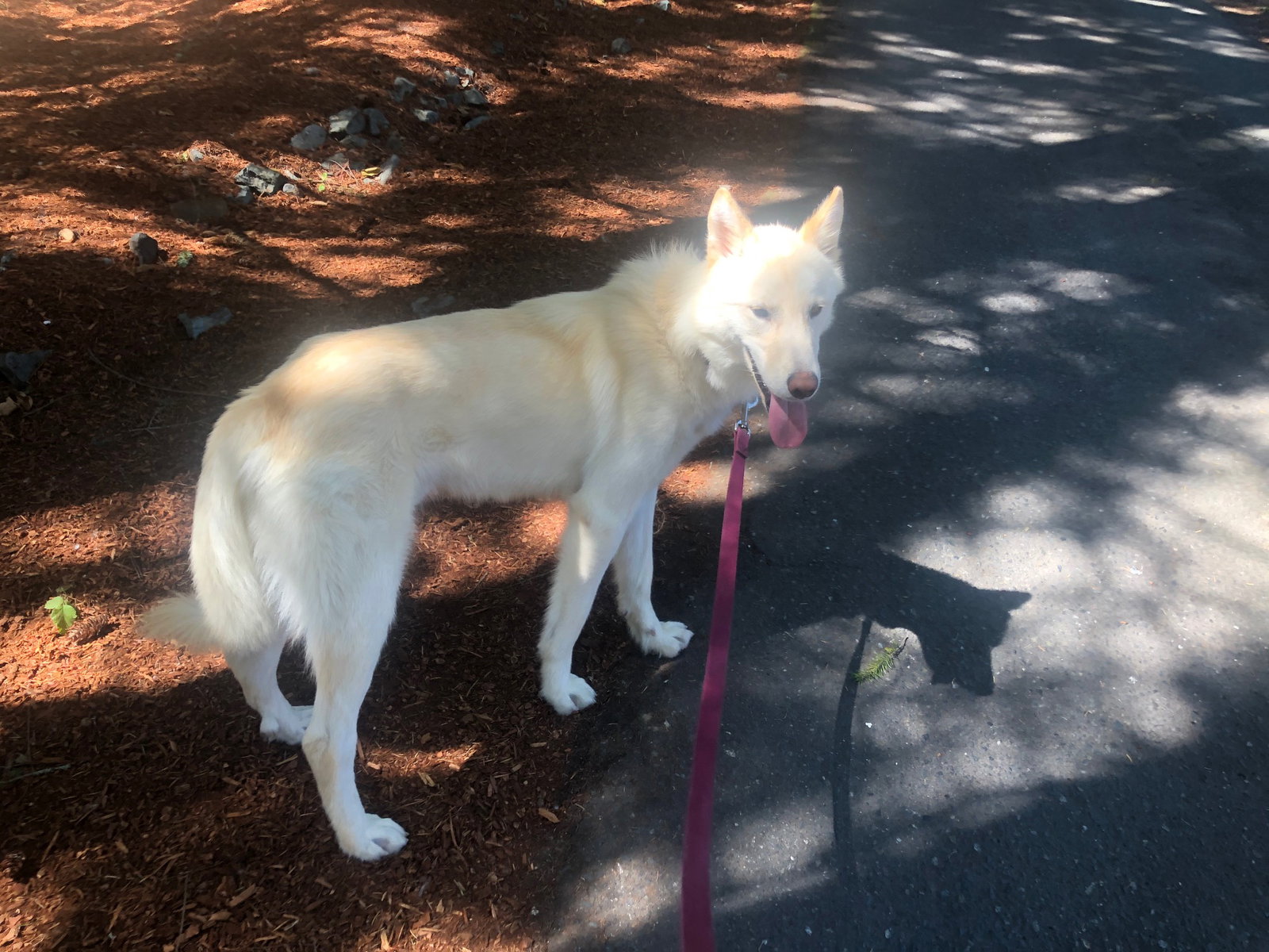 dog-image