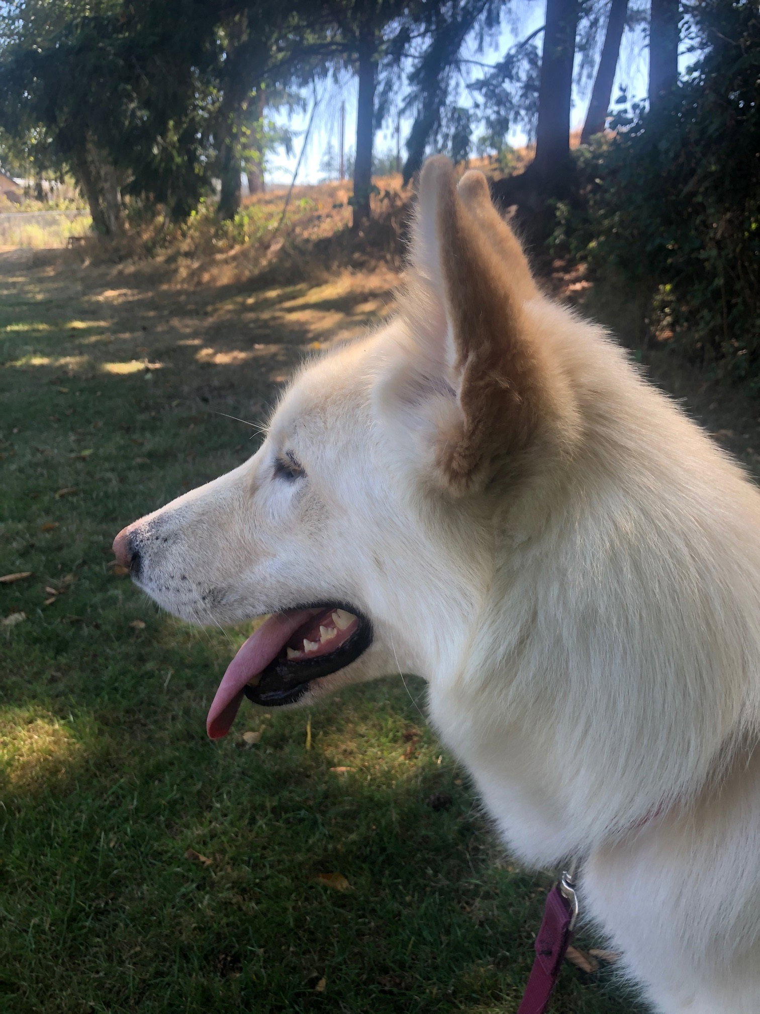 dog-image