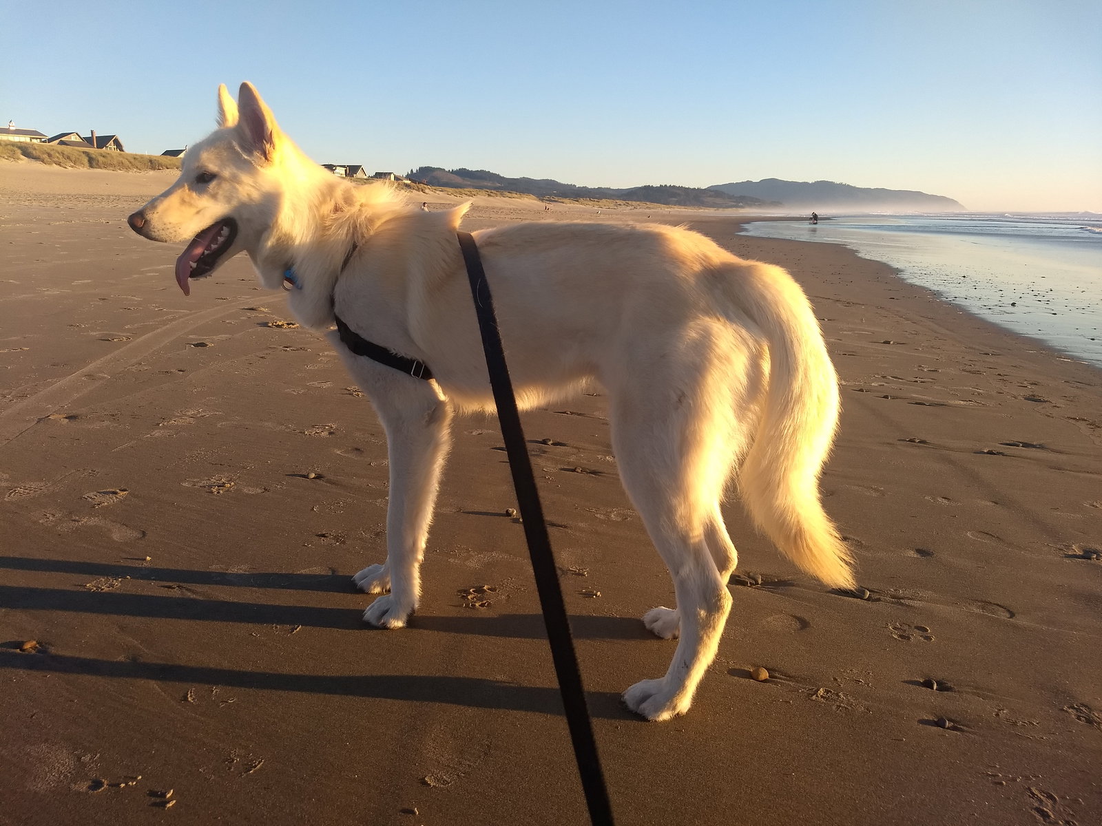 dog-image