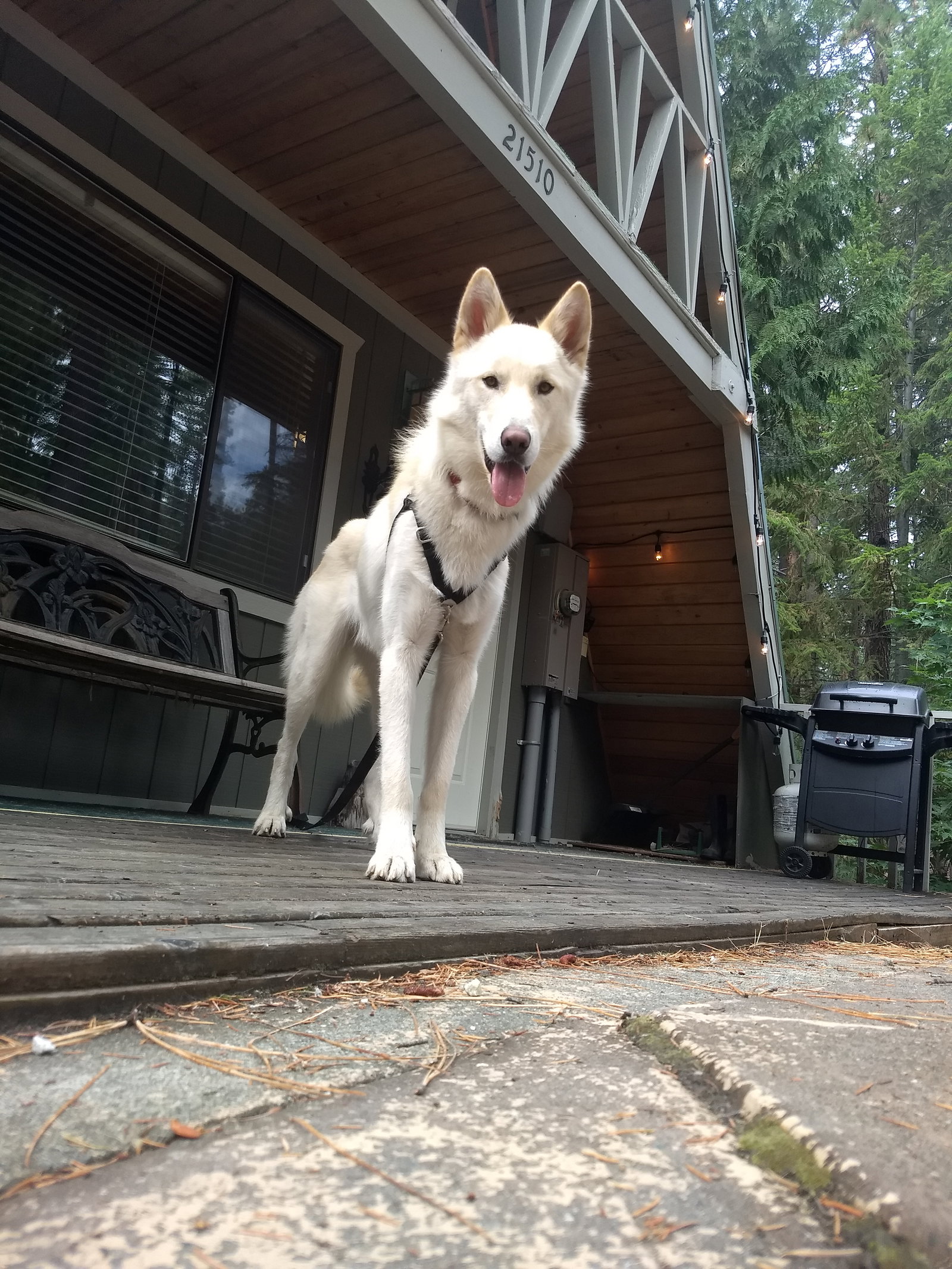 dog-image
