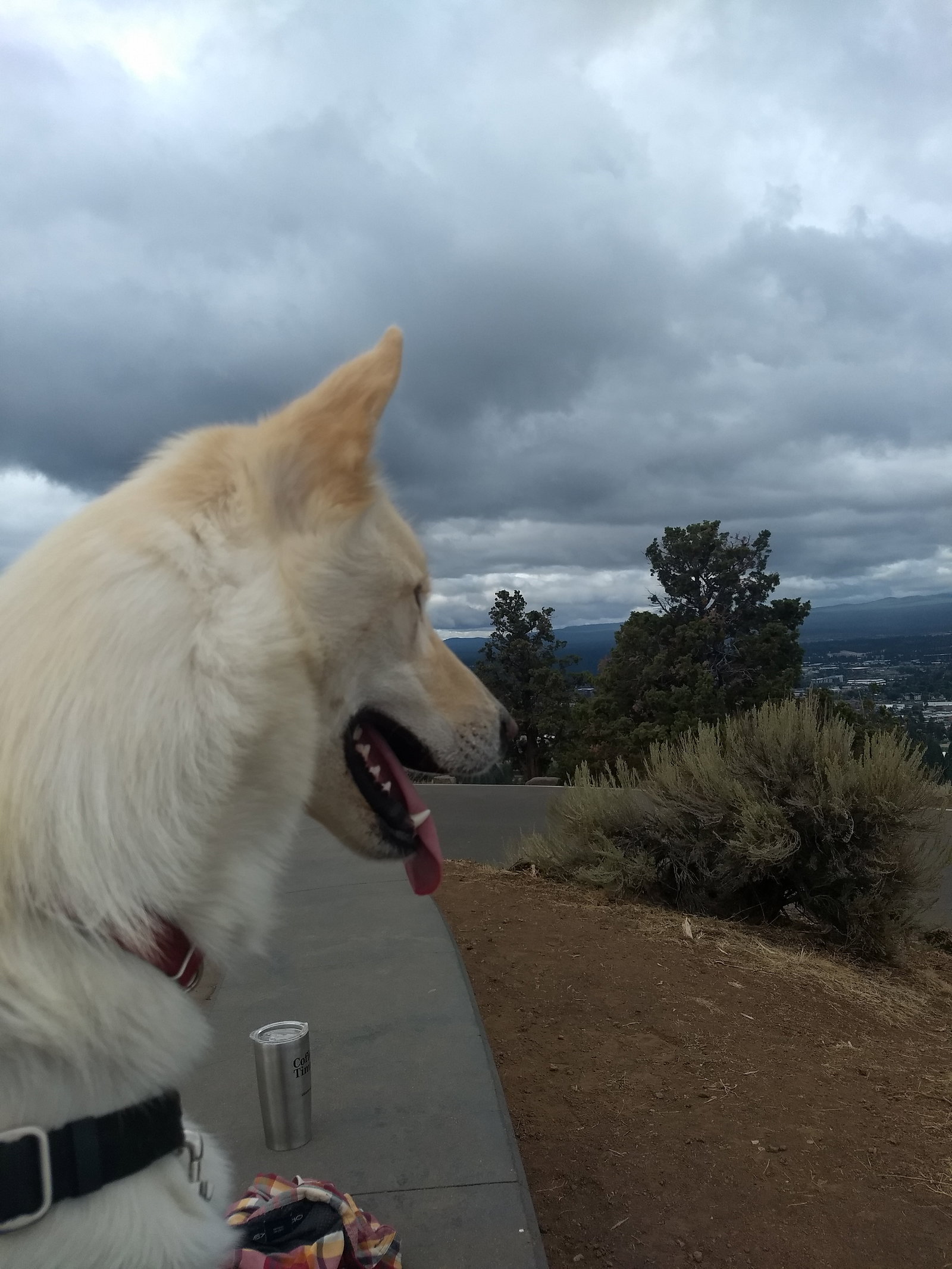 dog-image