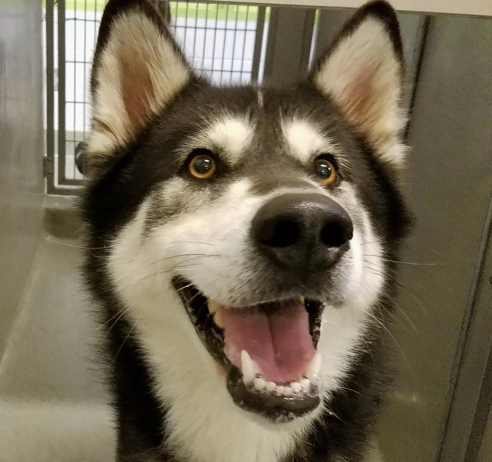 dog-image