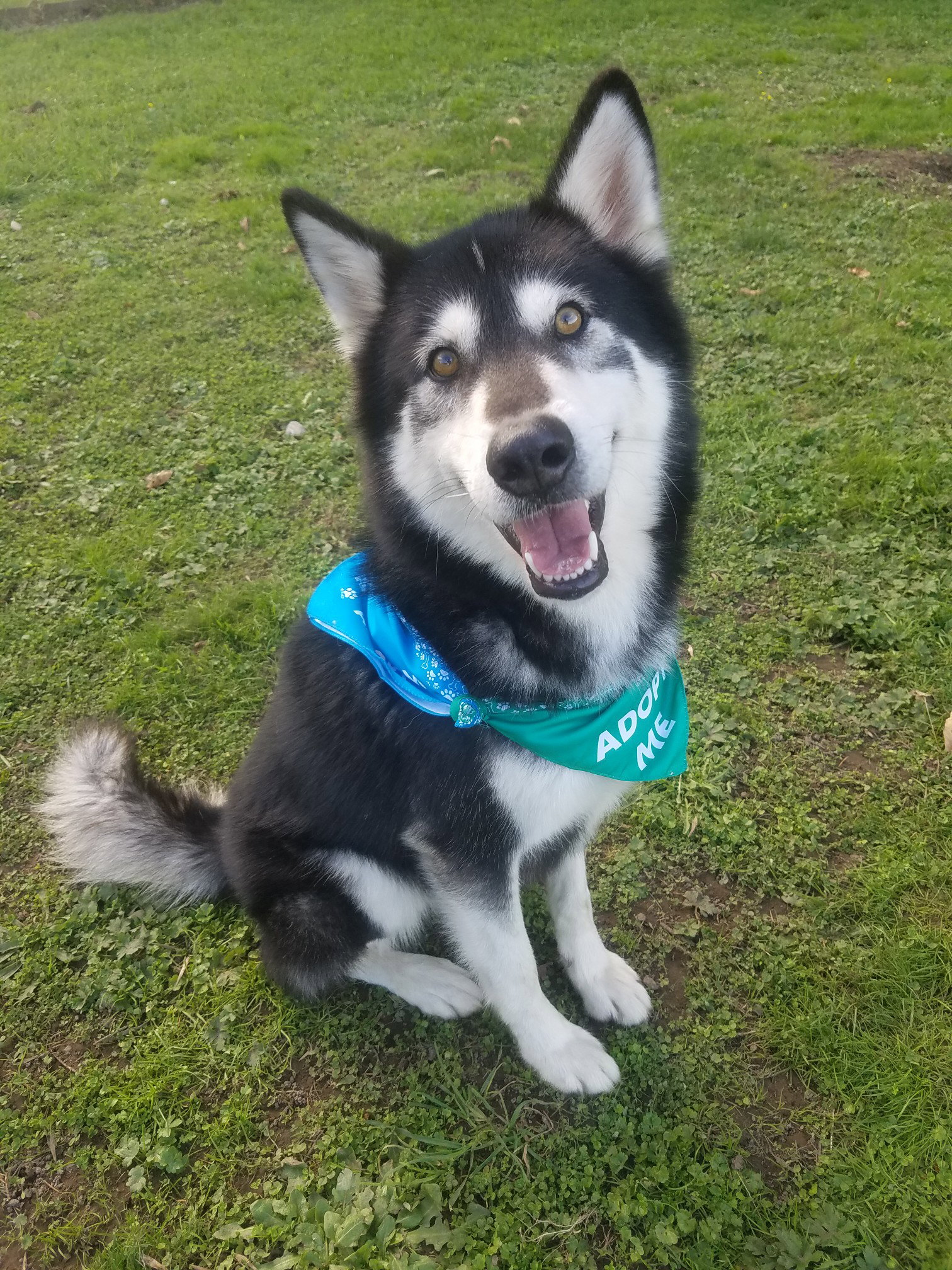 dog-image