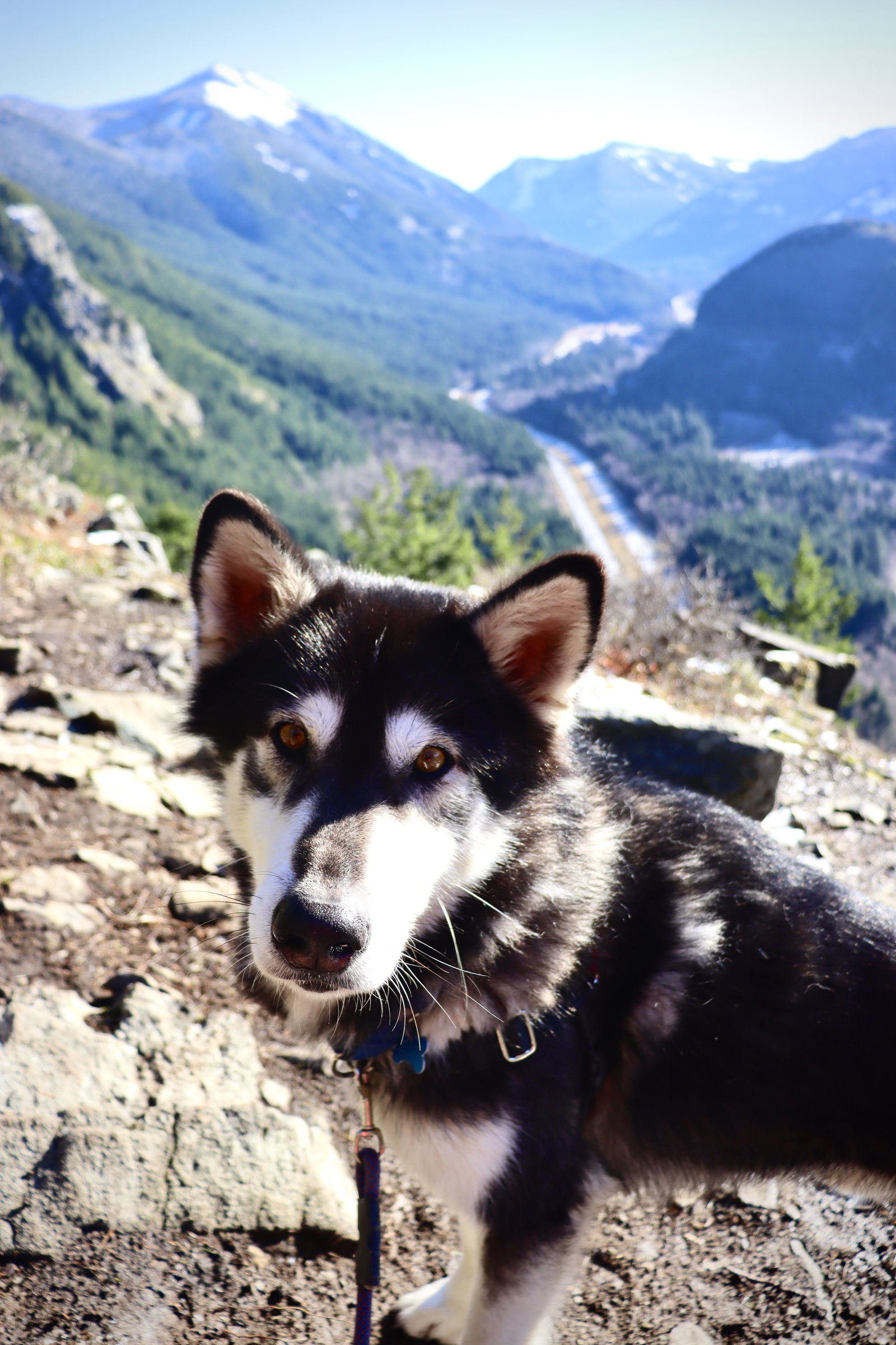 dog-image
