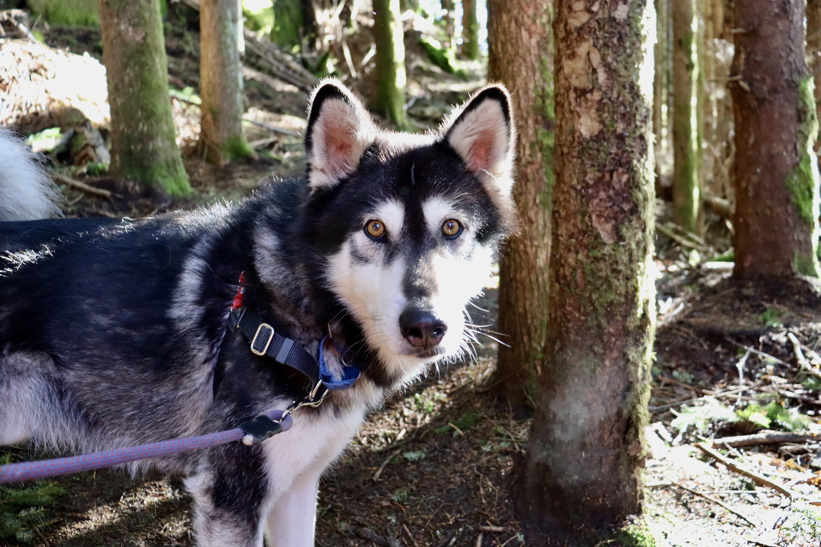 dog-image