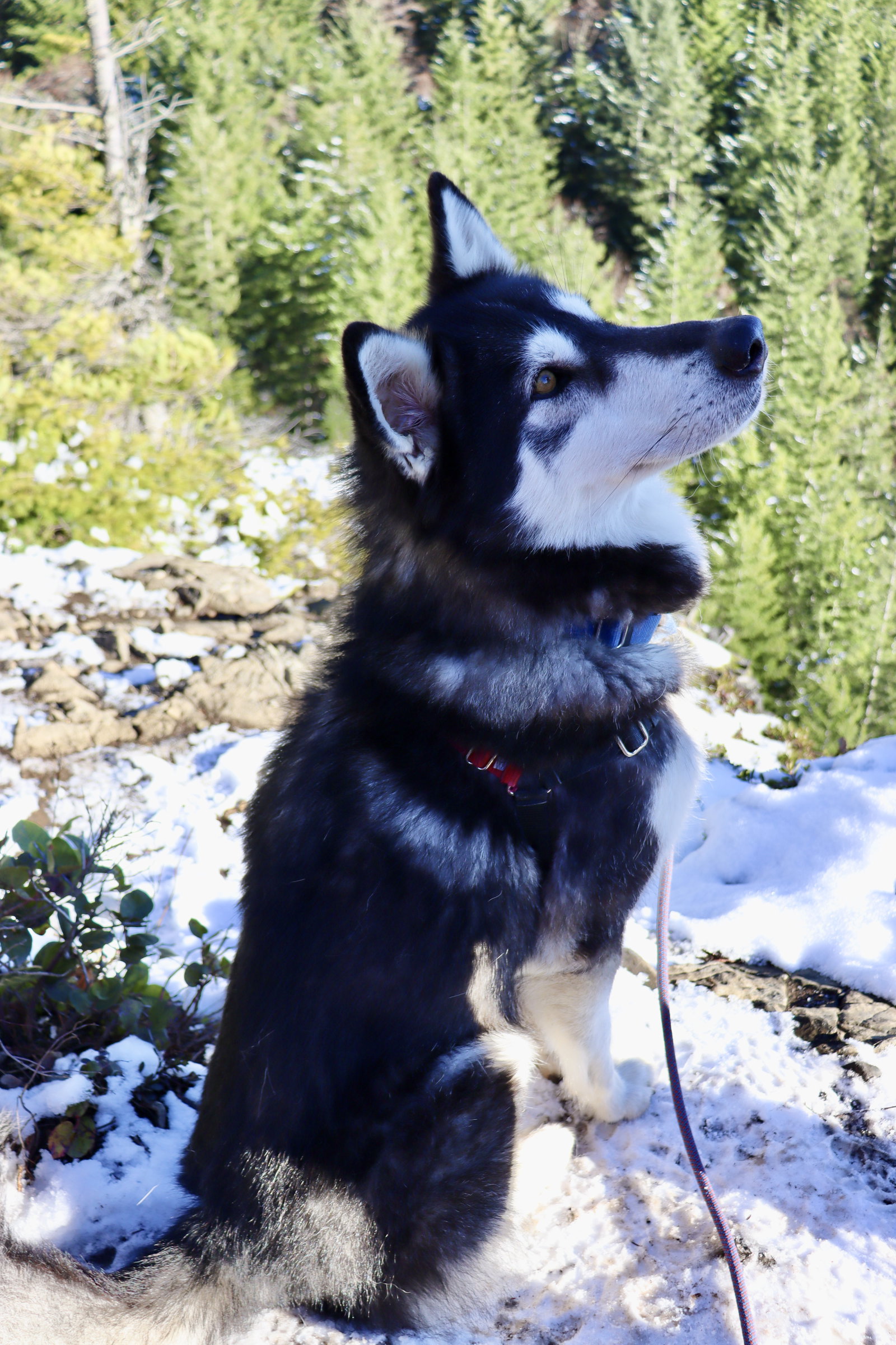 dog-image
