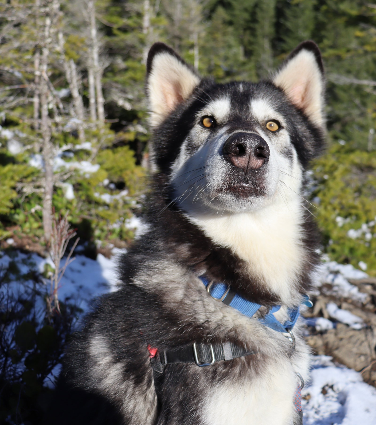 dog-image