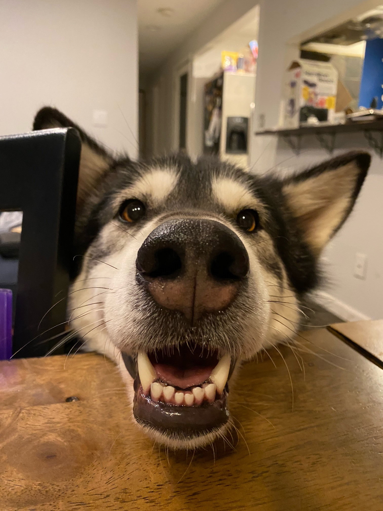 dog-image