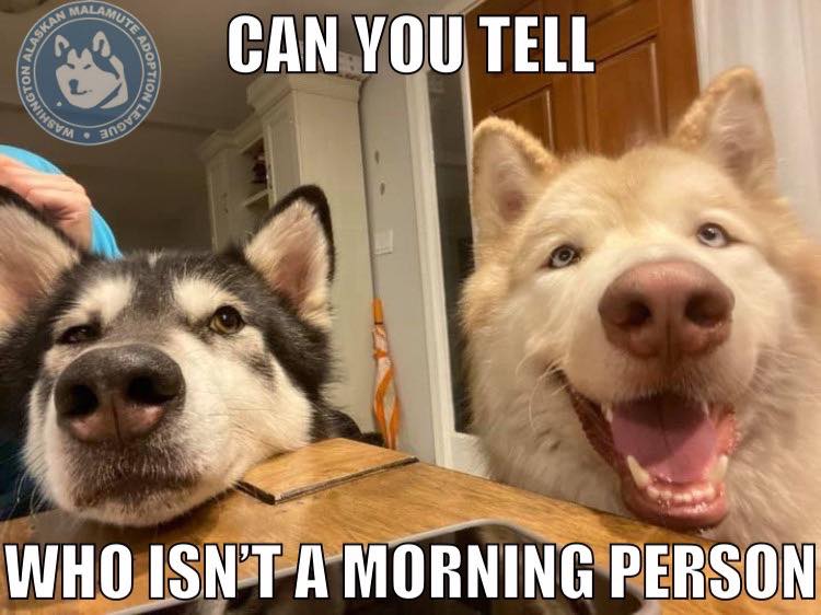 dog-image