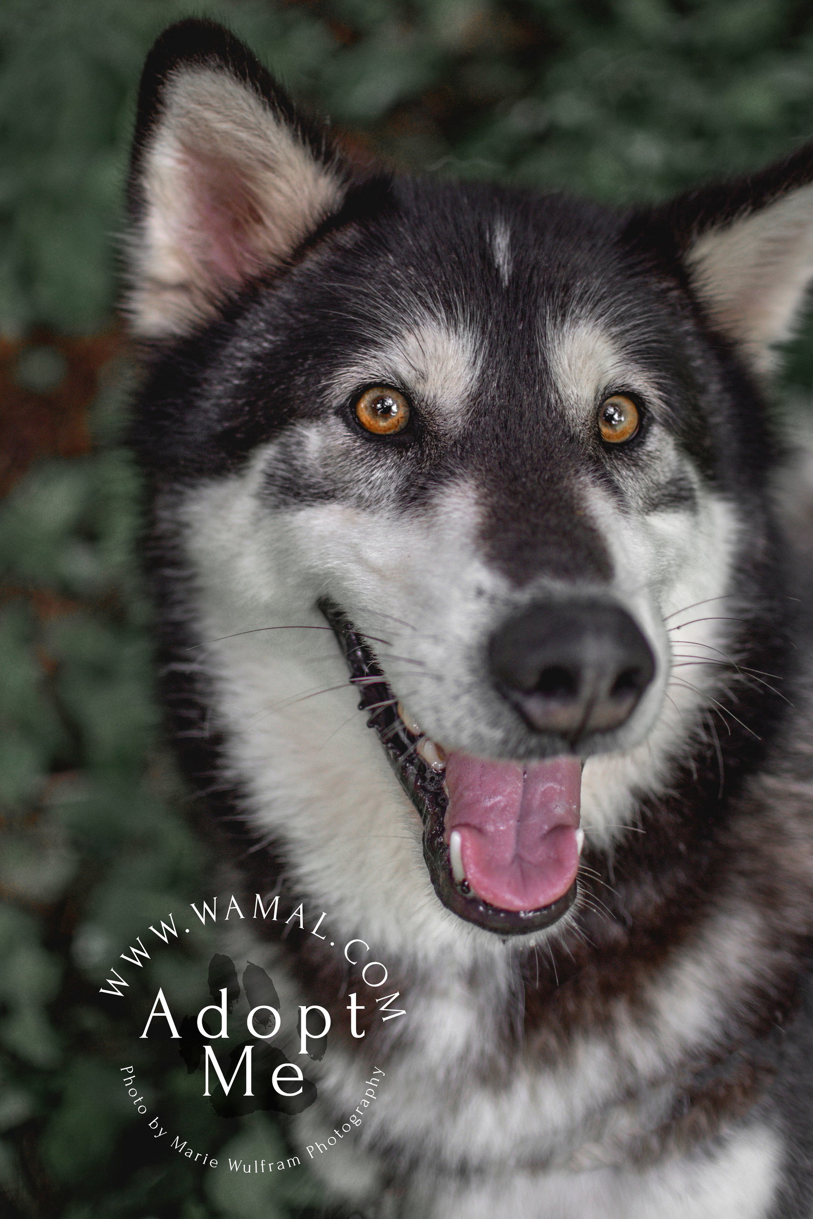 dog-image
