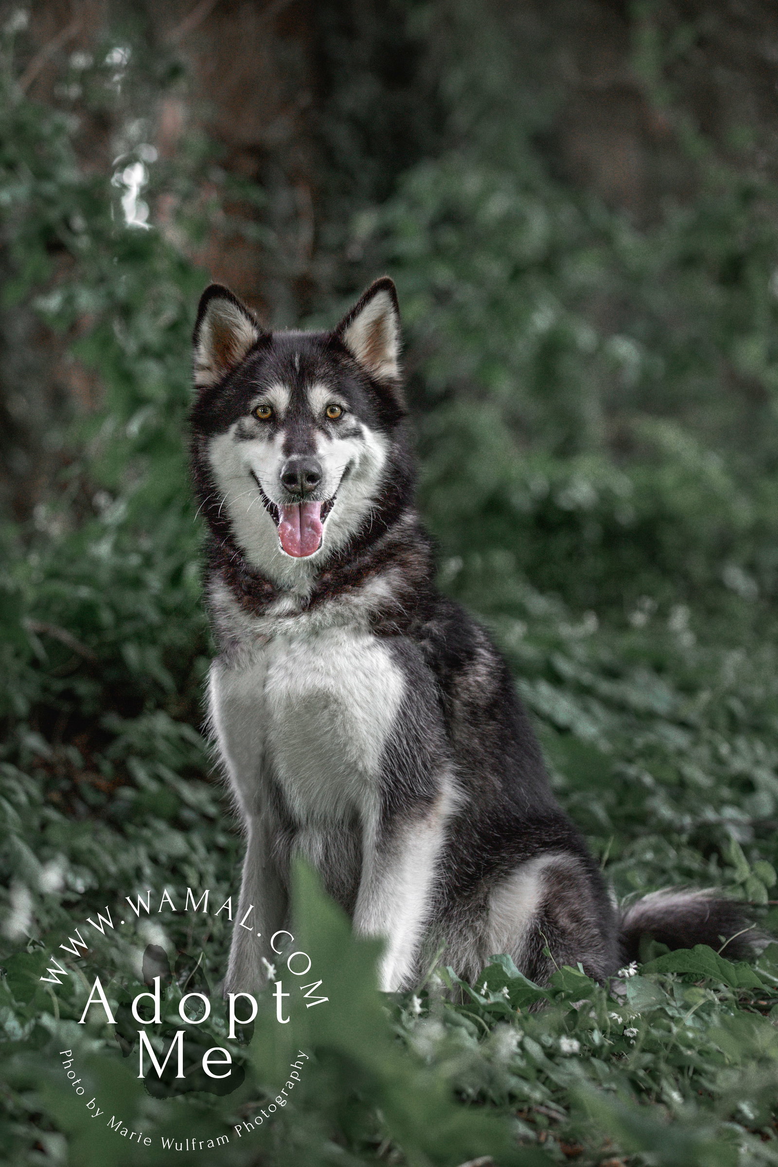 dog-image