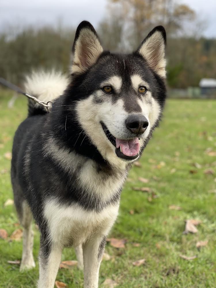 dog-image