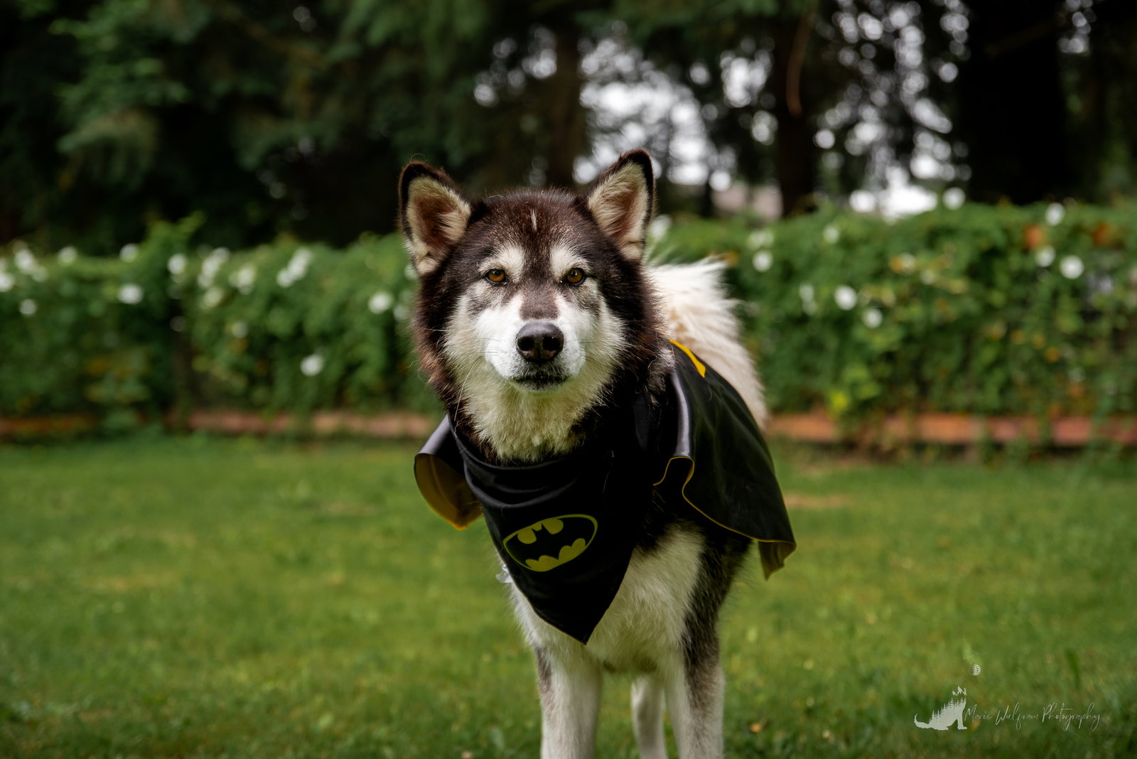 dog-image