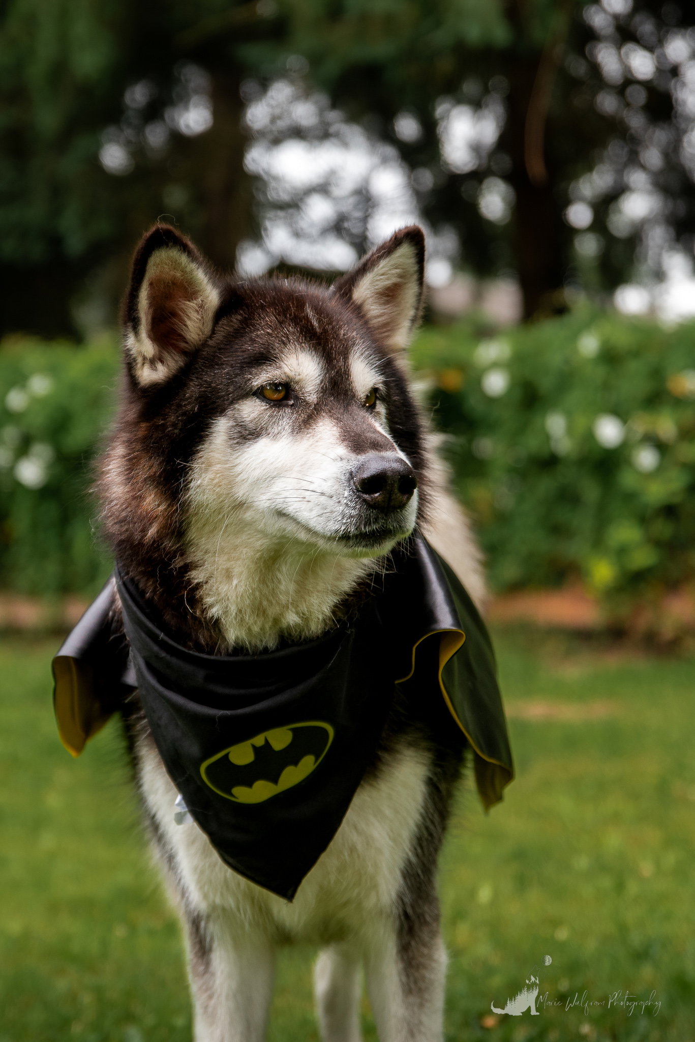 dog-image