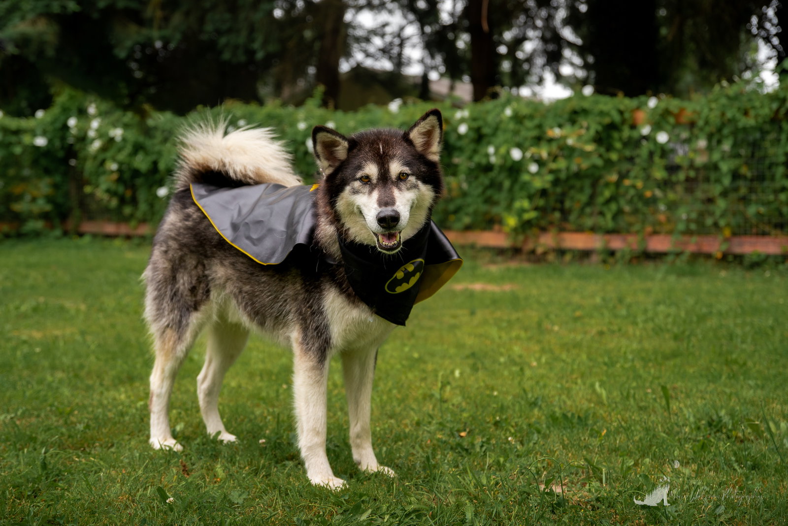dog-image