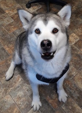dog-image