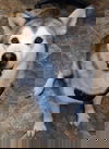 MIRA