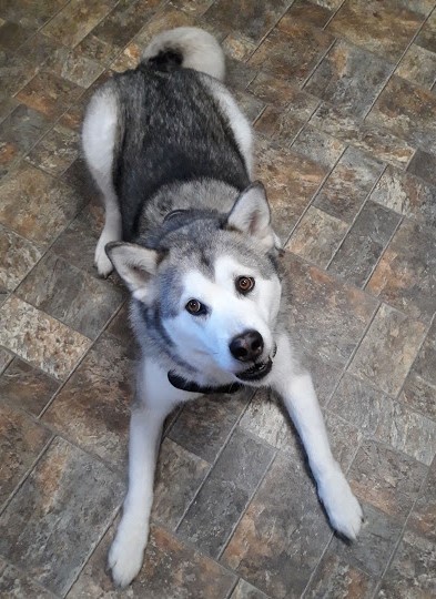 dog-image