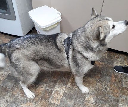 dog-image