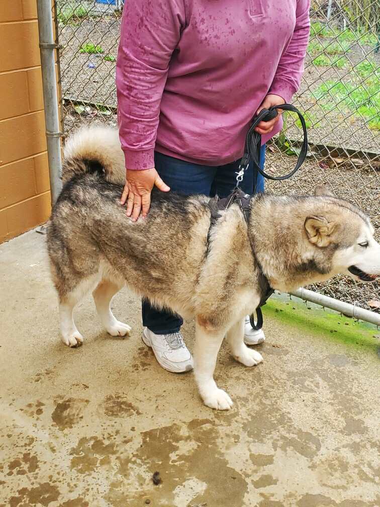 dog-image