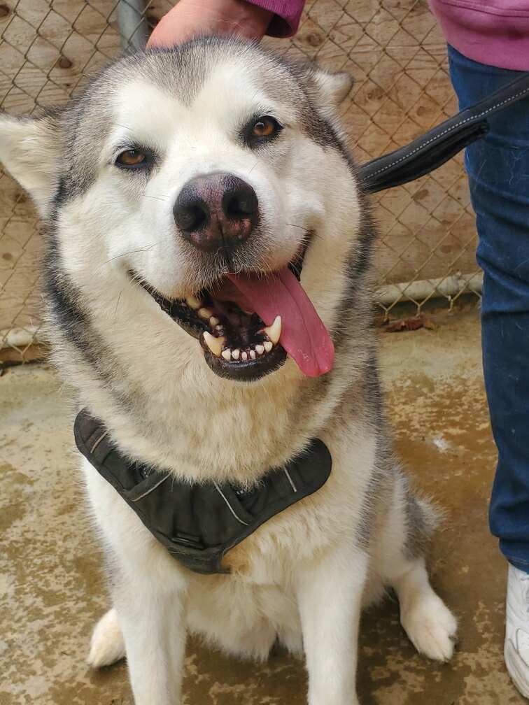 dog-image