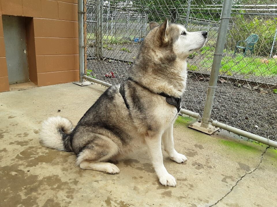 dog-image