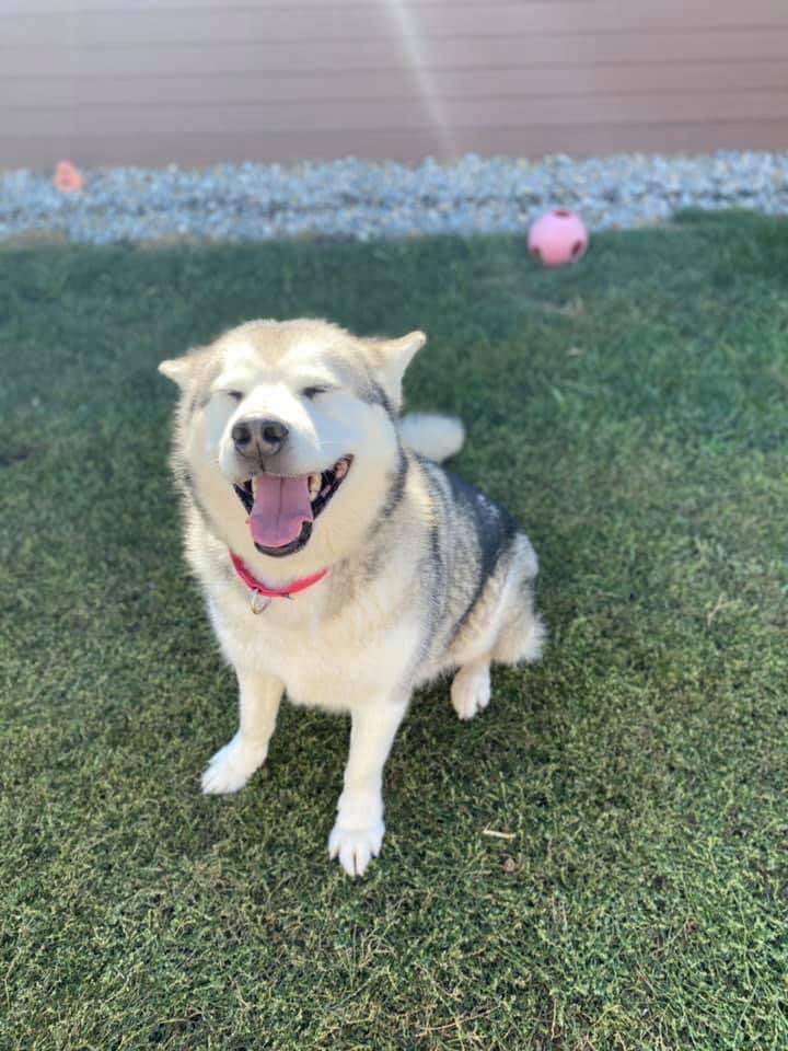 dog-image
