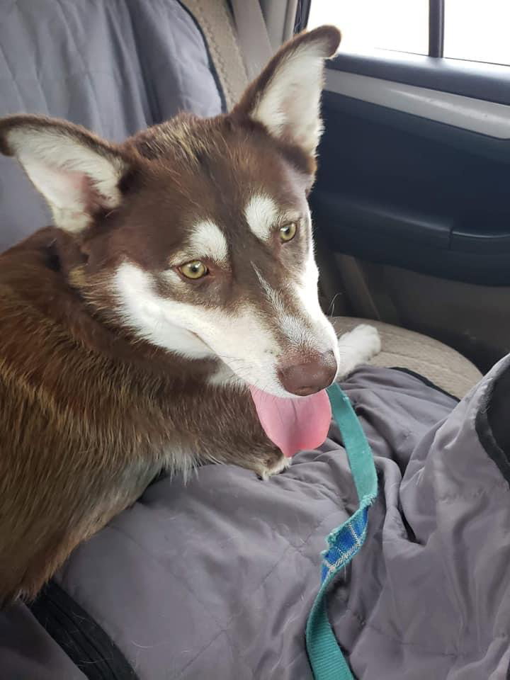 dog-image