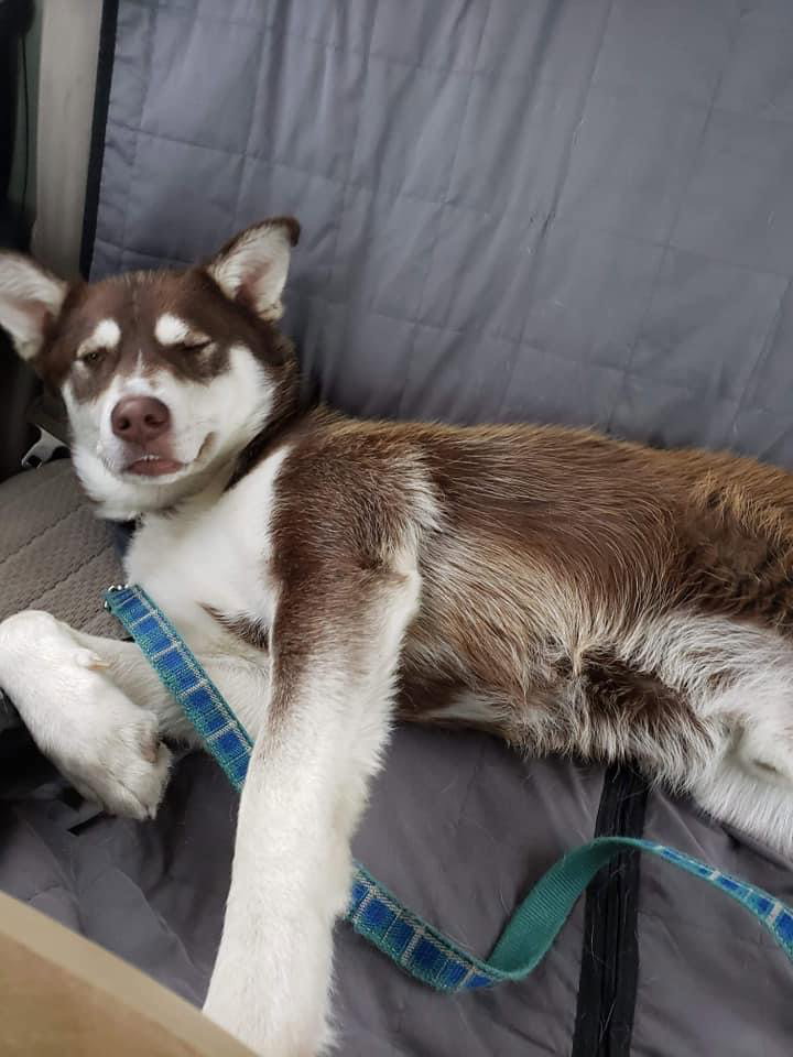 dog-image