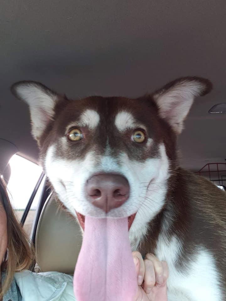 dog-image