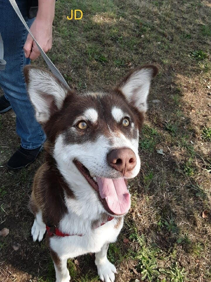 dog-image