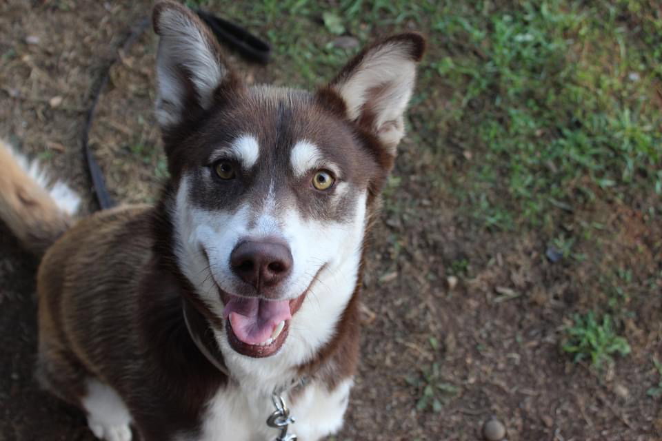 dog-image