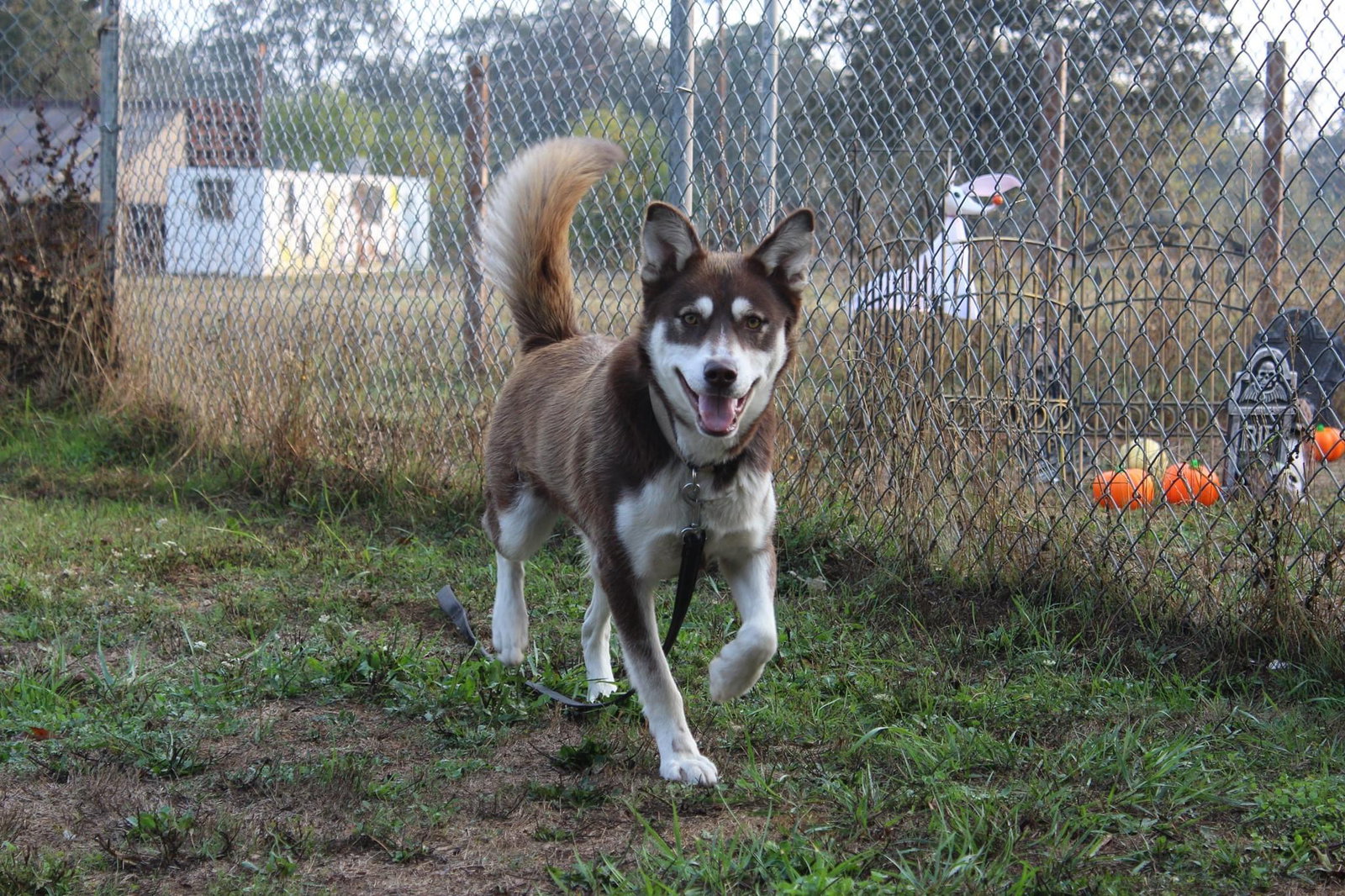 dog-image