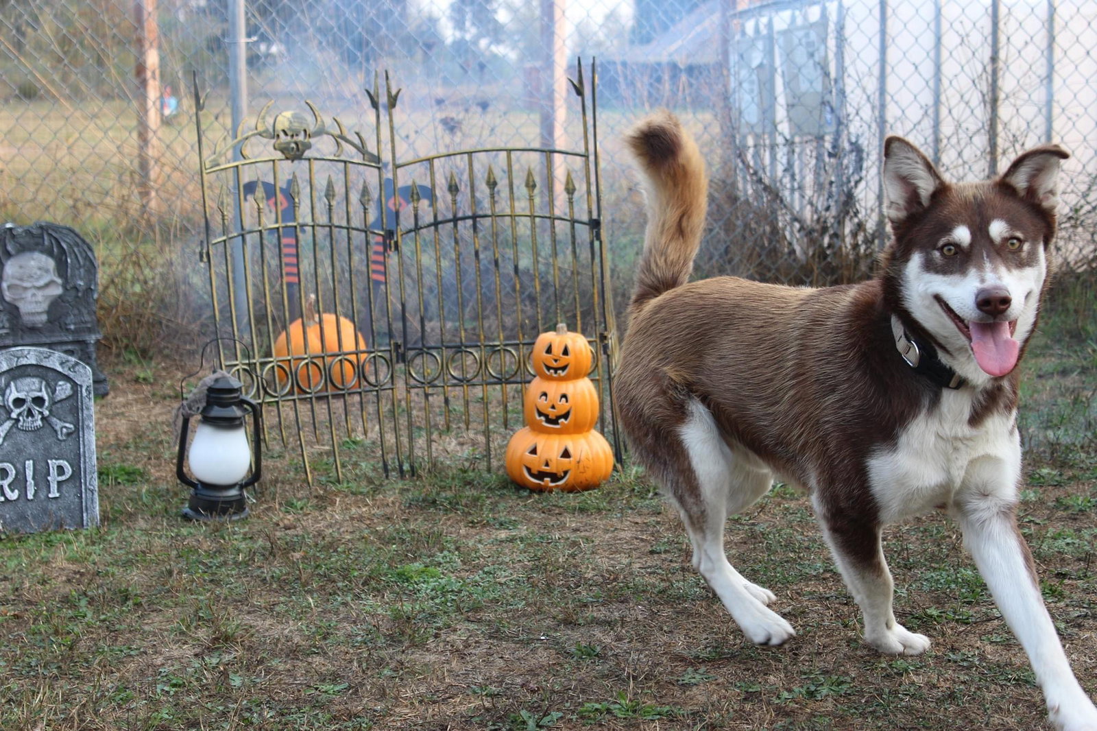 dog-image