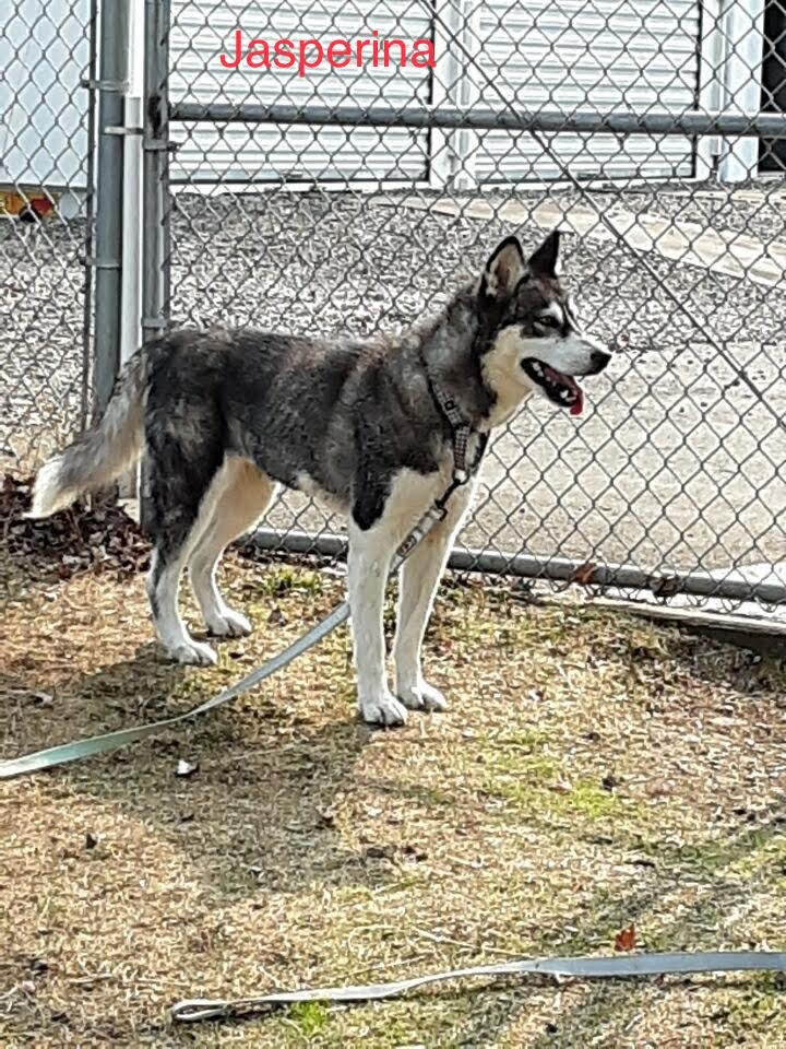 JASPERINA (renamed Jazzy)