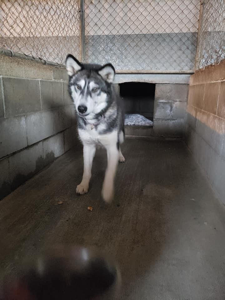 dog-image