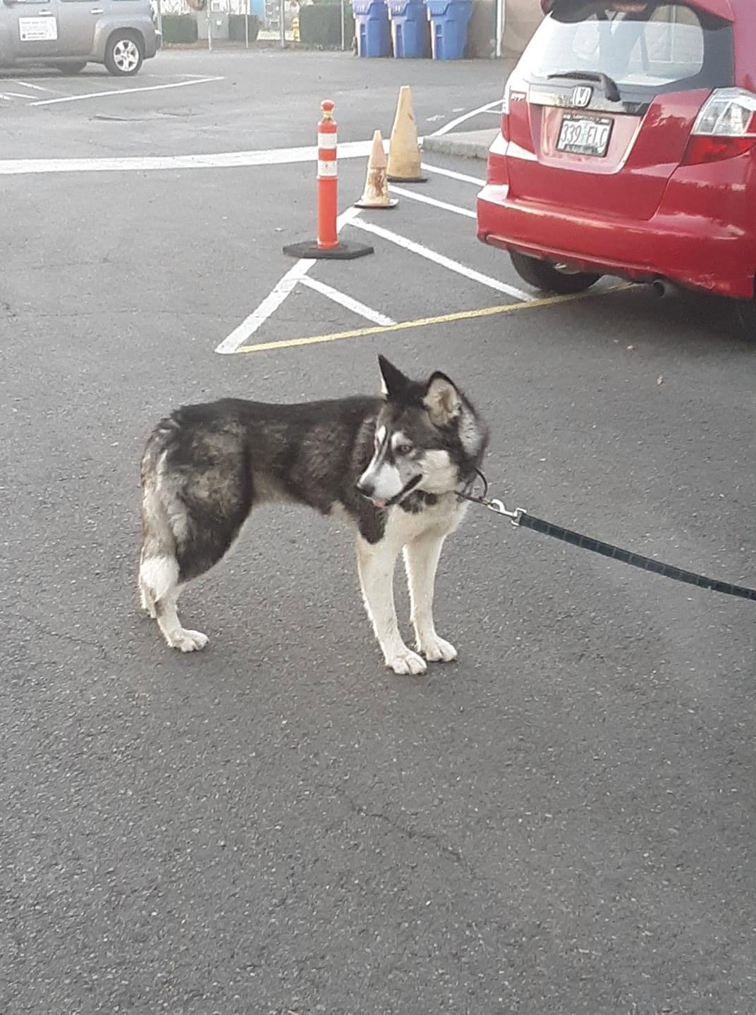 dog-image