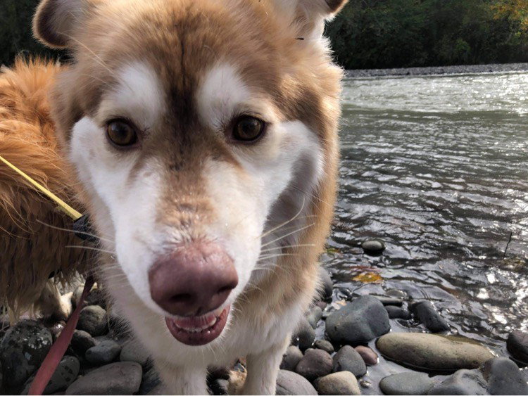 dog-image