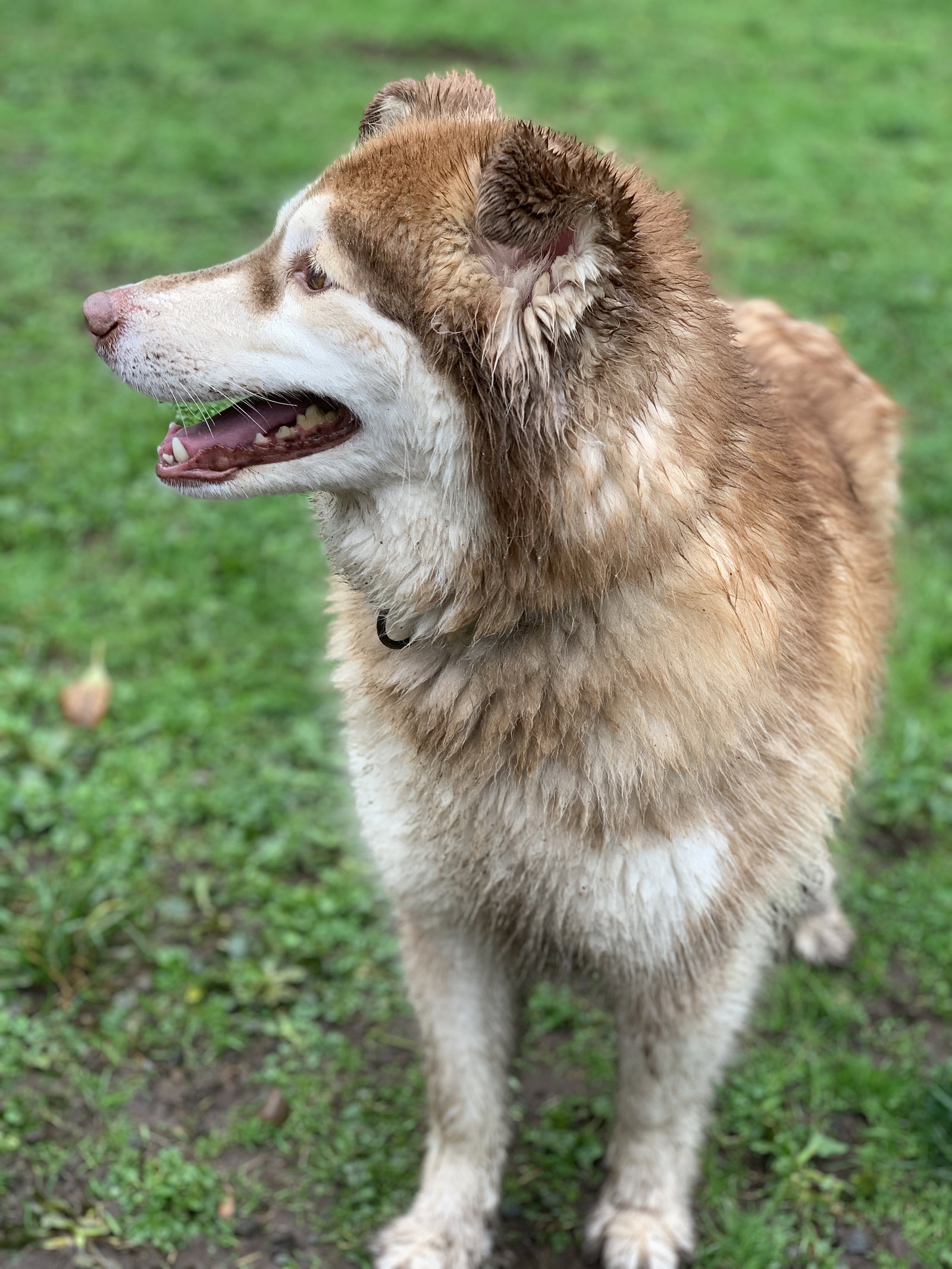 dog-image