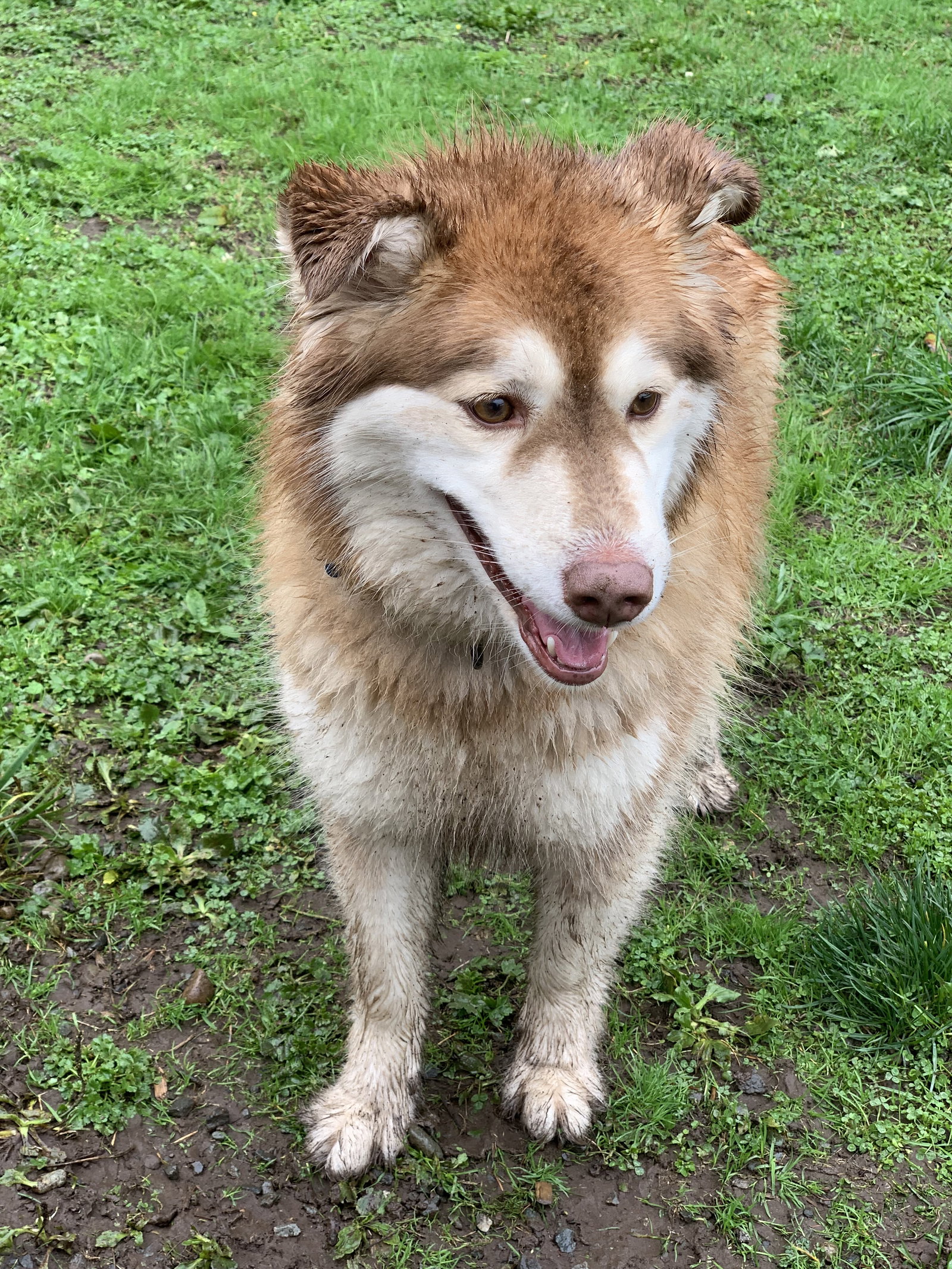 dog-image