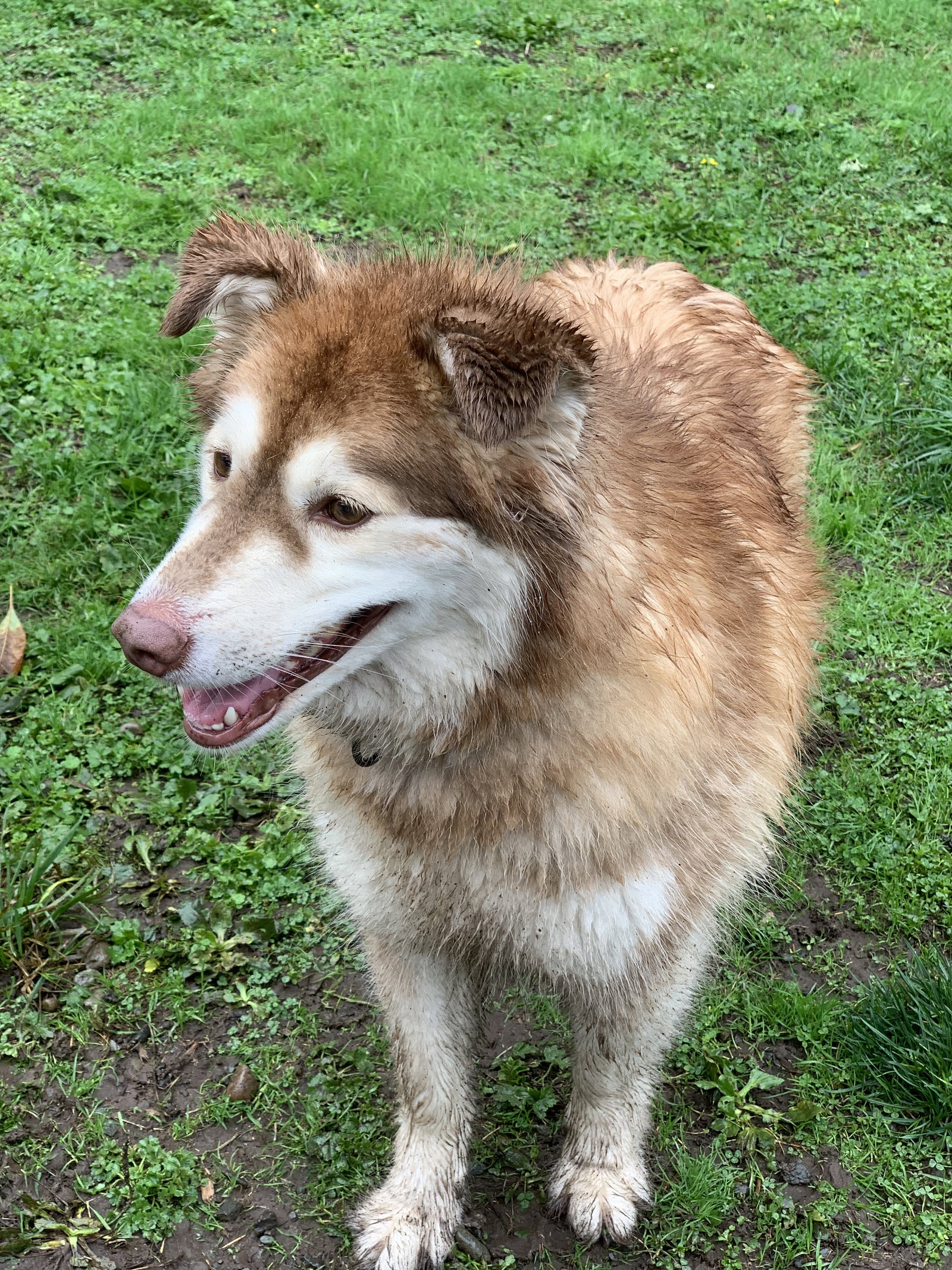 dog-image