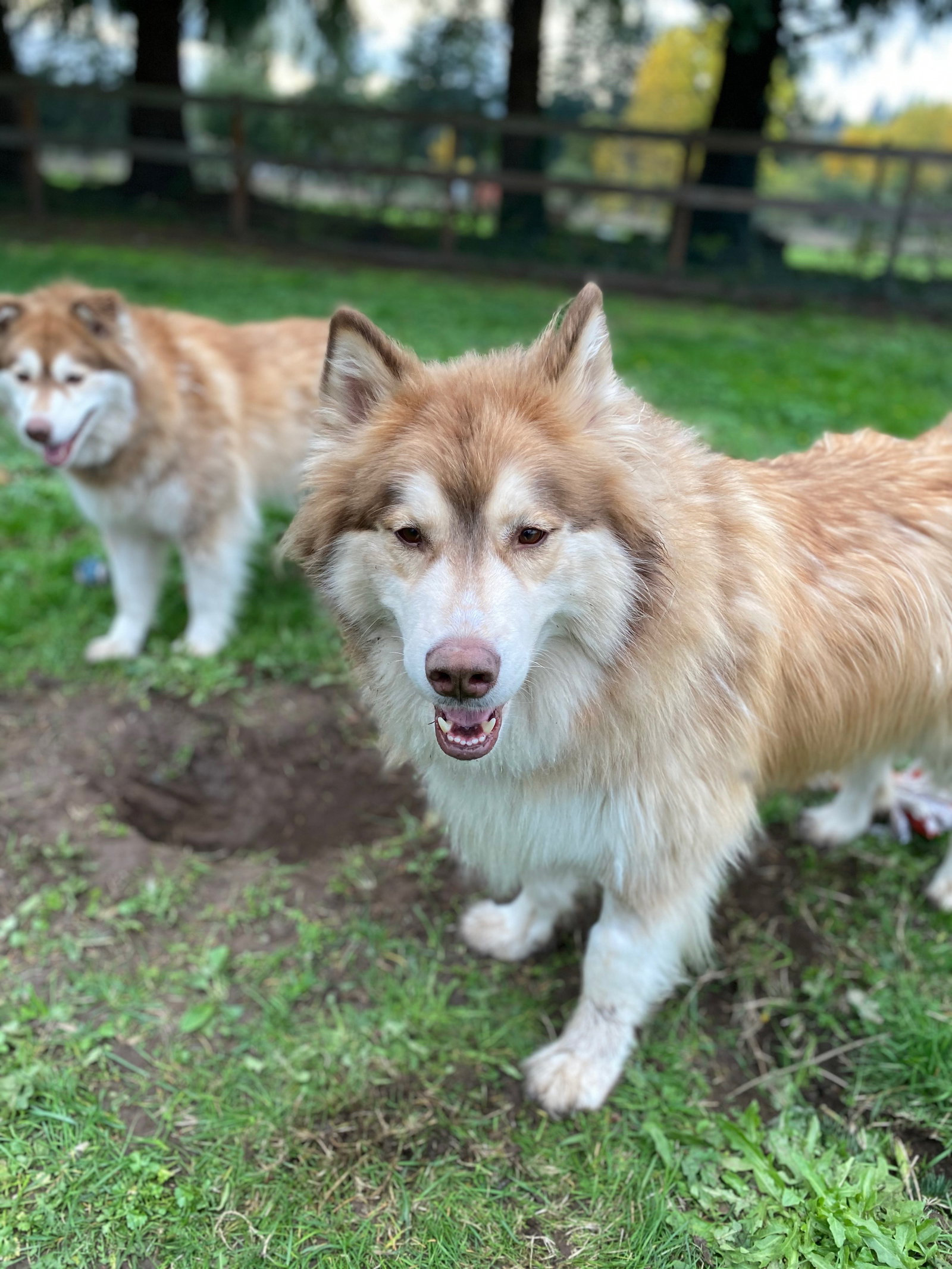 dog-image